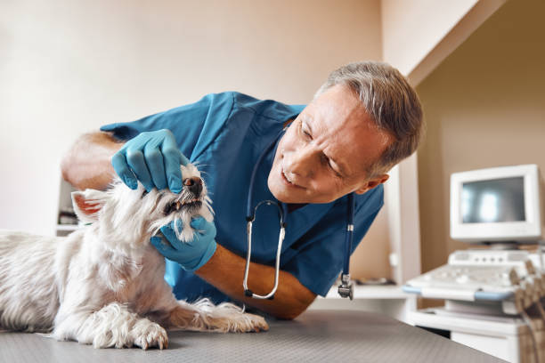 Trusted MI Emergency Dental Service Experts